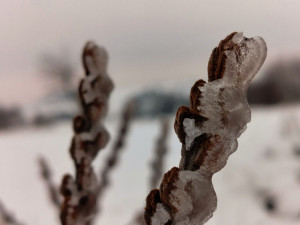 Zimní krajina u Pavlova