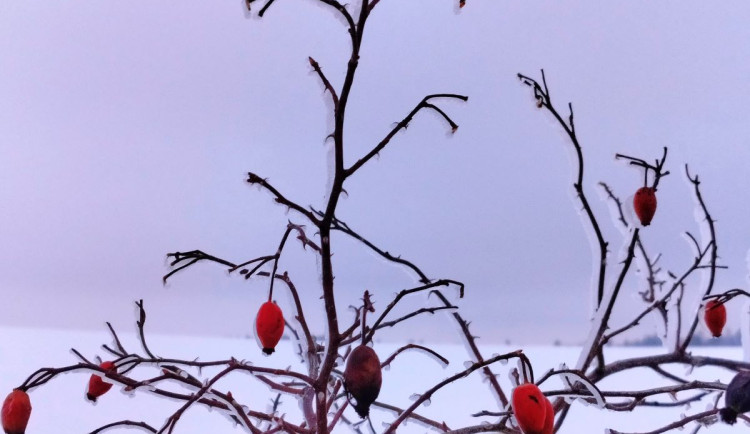 Zimní krajina u Pavlova