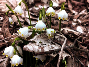 Bledule u Želetavy na Třebíčsku