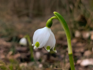 Bledule u Želetavy na Třebíčsku