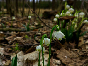 Bledule u Želetavy na Třebíčsku