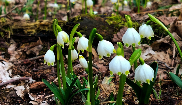 Bledule u Želetavy na Třebíčsku