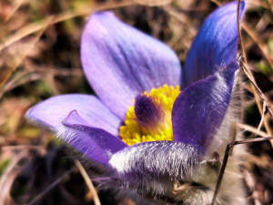 Koniklece u Trnavy na Třebíčsku