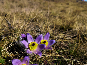 Koniklece u Trnavy na Třebíčsku