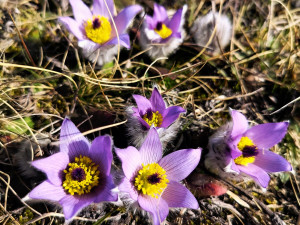 Koniklece u Trnavy na Třebíčsku