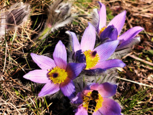 Koniklece u Trnavy na Třebíčsku