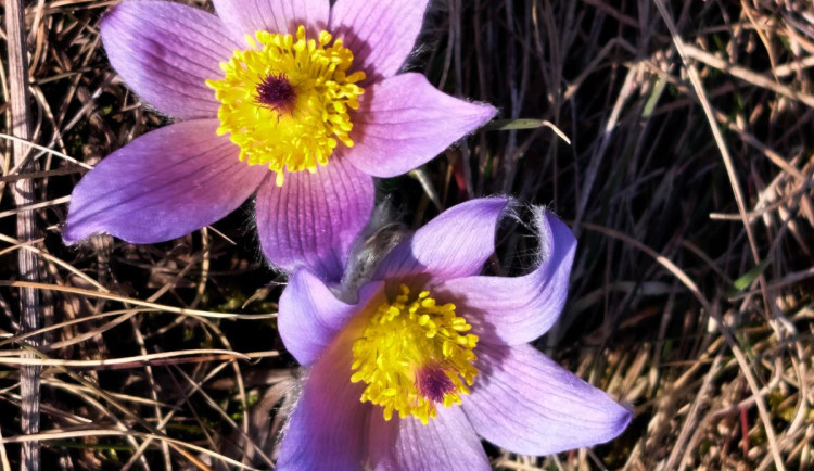 Koniklece u Trnavy na Třebíčsku