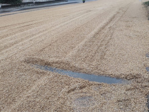 Vysypané zrní na vozovce v Dolní Cerekvi