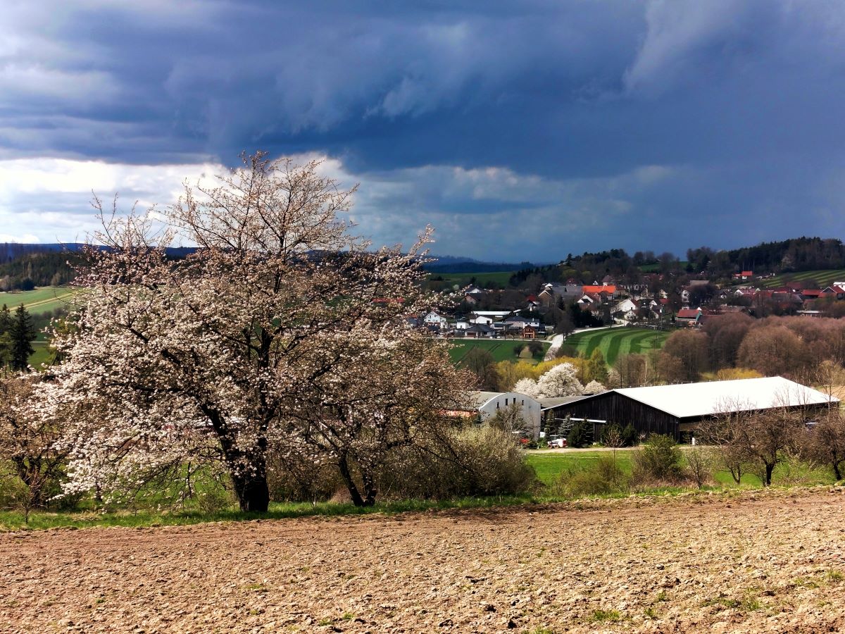 Rozkvetlá příroda na Jihlavsku