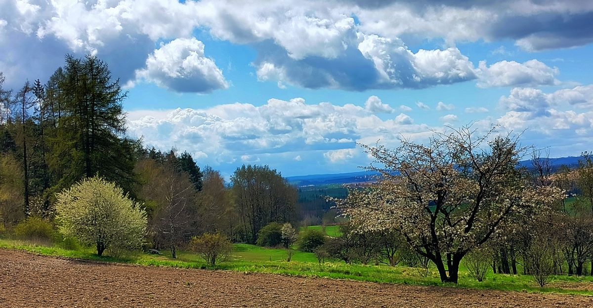 Rozkvetlá příroda na Jihlavsku