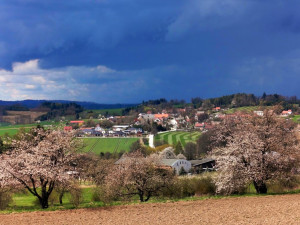 Rozkvetlá příroda na Jihlavsku