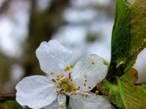 Rozkvetlá příroda na Jihlavsku
