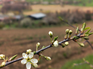 Rozkvetlá příroda na Jihlavsku