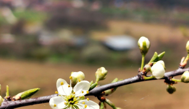 Rozkvetlá příroda na Jihlavsku