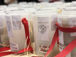 Sčítání výtěžku Tříkrálové sbírky 2024