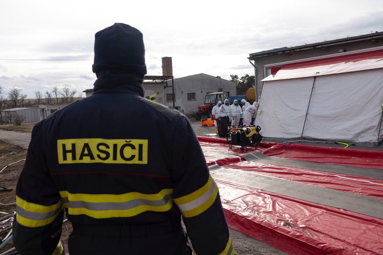 Likvidace chovu kachen ve Valdíkově na Třebíčsku