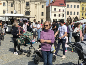 Májové slavnosti se zaplétáním máje v Jihlavě