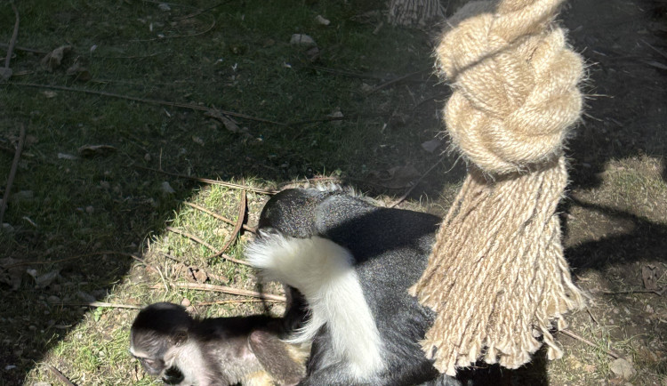 Jarní prázdniny v Zoo Jihlava