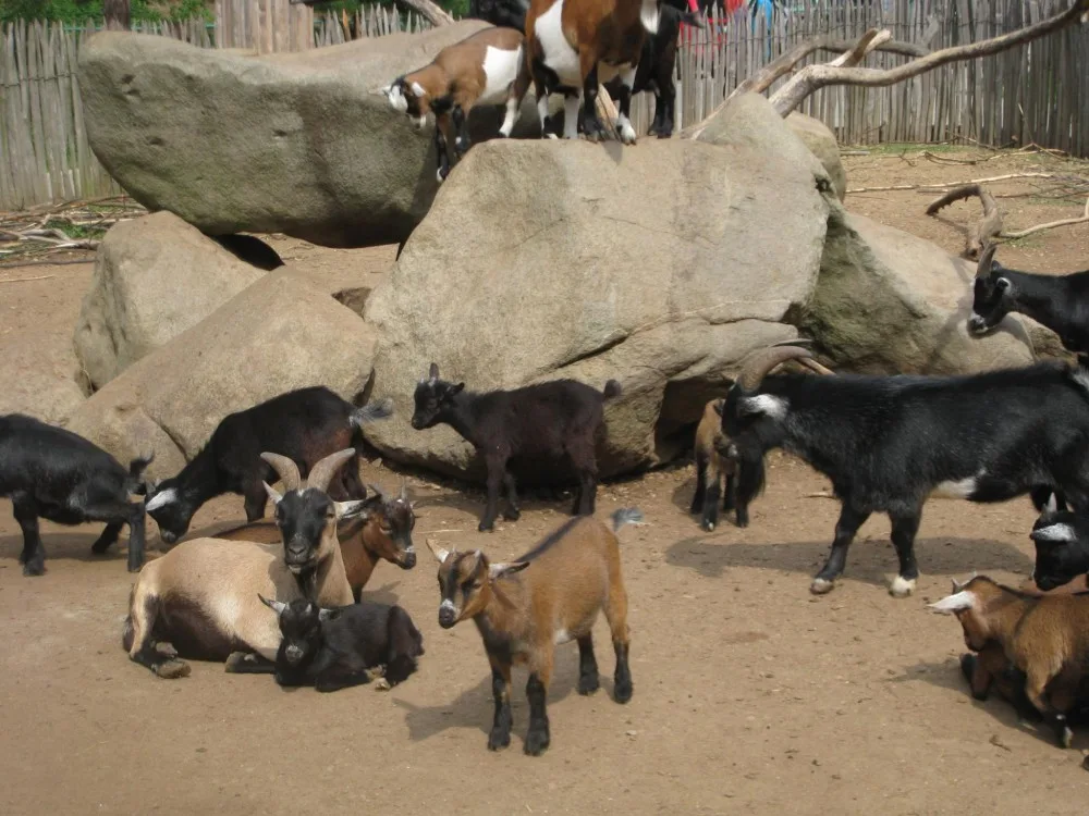 Jihlavská ZOO připravuje Den ptactva