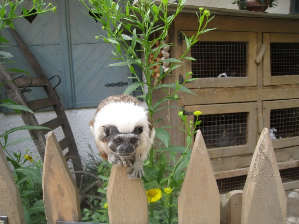 zoo