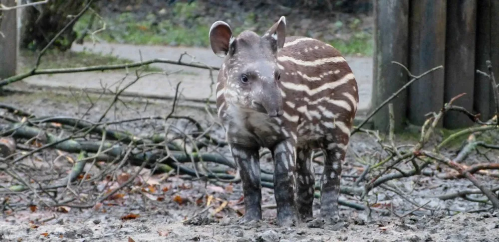 Tapír z jihlavské zoo Ferda.