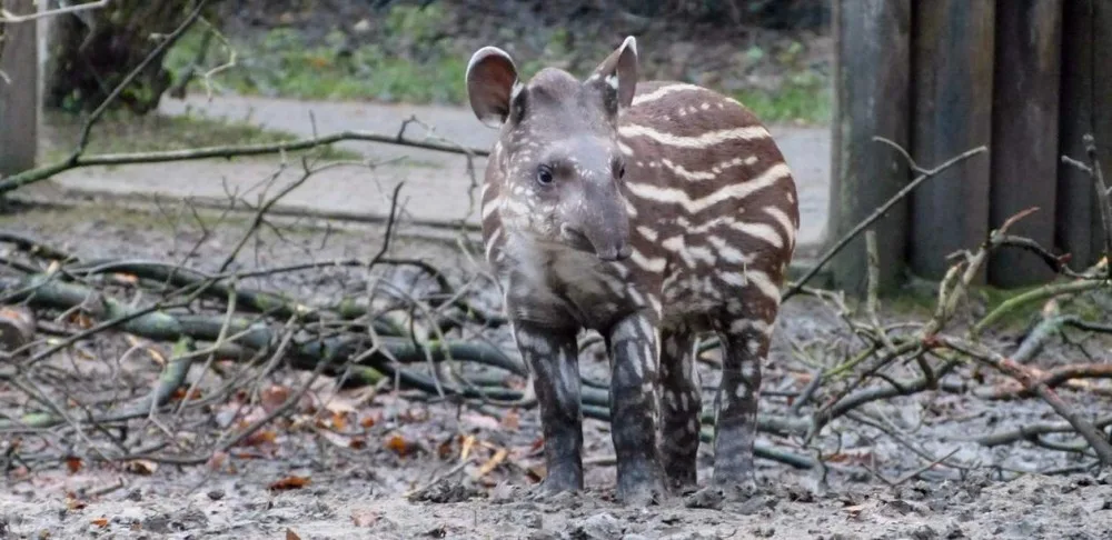 Sameček tapíra pokřtěný v jihlavské zoo v prosinci 2015