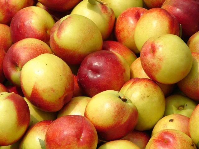 Nectarines