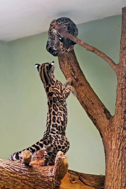 Novým obyvatelem jihlavské zoo je samice margaye. Byla dovezena z Francie