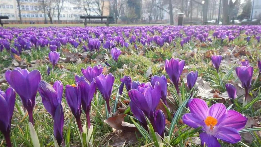 Krokusy na Štefánikově náměstí