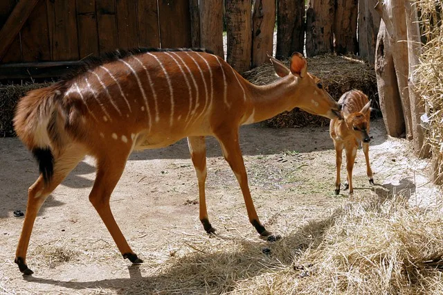V jihlavské zoo se narodila samička nyaly nížinné