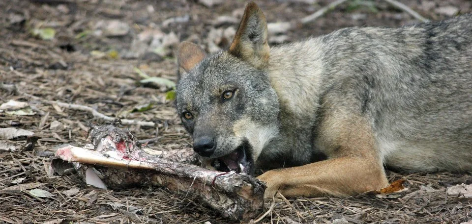 Vlk iberský