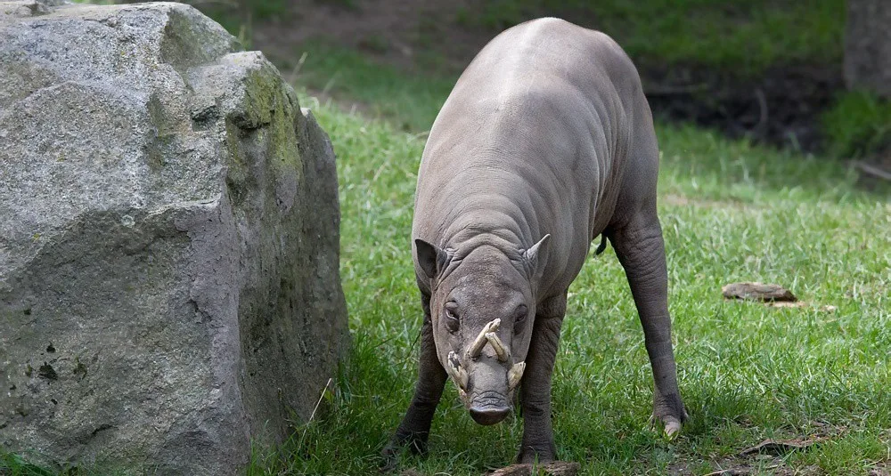 Babirusa celebeská 