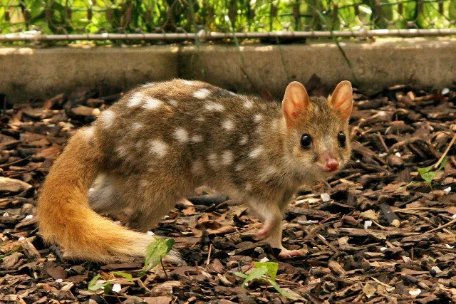 Jihlavská zoo slaví úspěch, za odchov kunovce tečkovaného obdržela prestižní ocenění