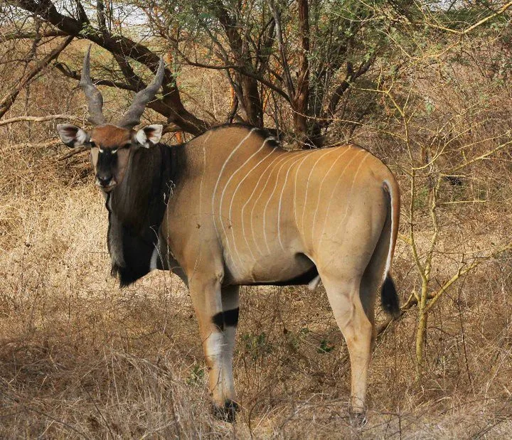 Antilopa Derbyho