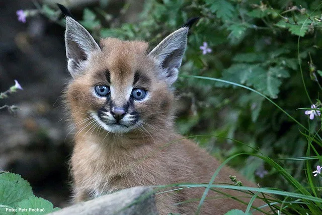 V jihlavské zoo se narodila čtyři mláďata karakala, přírůstky hlásí i plameňáci a nanduové
