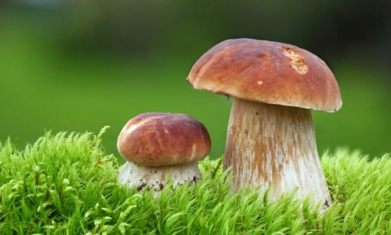 Ilustrační foto