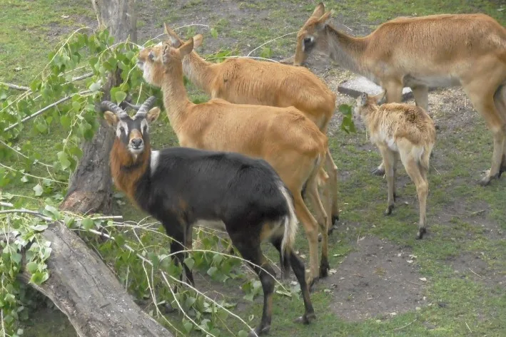 Návštěvníci jihlavské zoo mohou obdivovat tři čerstvě narozená antilopí mláďata