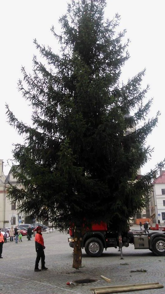 Na jihlavské náměstí dorazil vánoční strom. Vyrostl na největším sídlišti Březinky