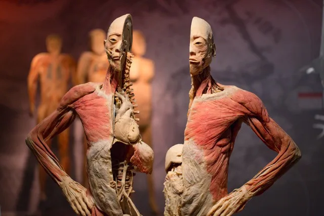 Do Prahy přijede výstava odhalující všechna tajemství lidského těla Body The Exhibition