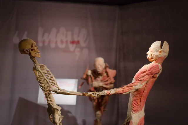 Do Prahy přijede výstava odhalující všechna tajemství lidského těla Body The Exhibition
