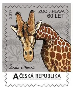 Žirafa síťovaná