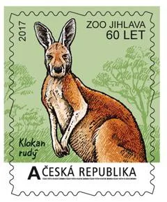 Klokan rudý