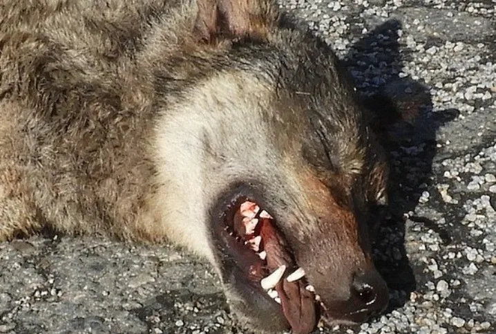 Vlk sražený na dálnici D1 na Vysočině pocházel z Karpat, ukázaly analýzy