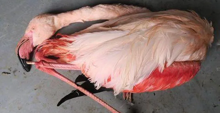 Jihlavská zoo se domlouvá na splátkách za zabitého plameňáka. Splátkový kalendář bude podepsán do konce měsíce