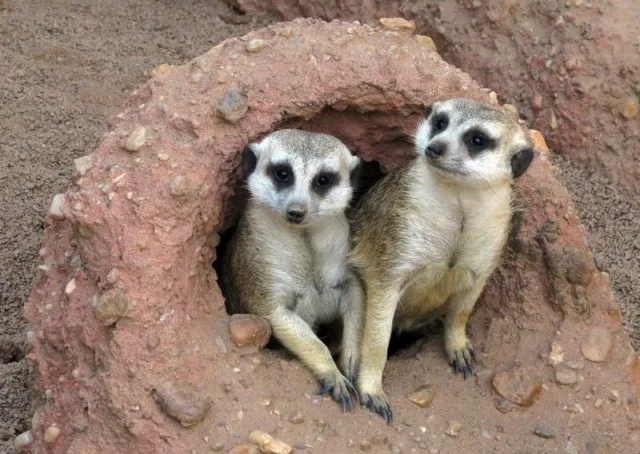 Za jedničky do jihlavské zoo zdarma! Po celé prázdniny bude devět komentovaných krmení zvířat denně