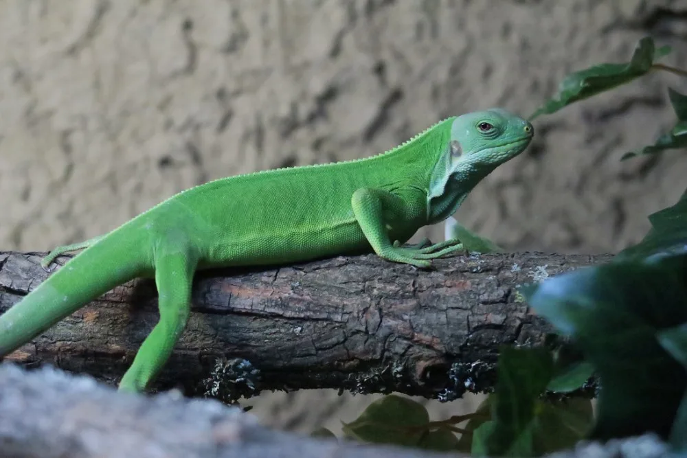 leguan-n-aweb