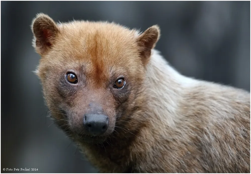 Zoo Jihlava rozšiřuje svoji expozici. Nově tu budou k vidění vzácní psi pralesní