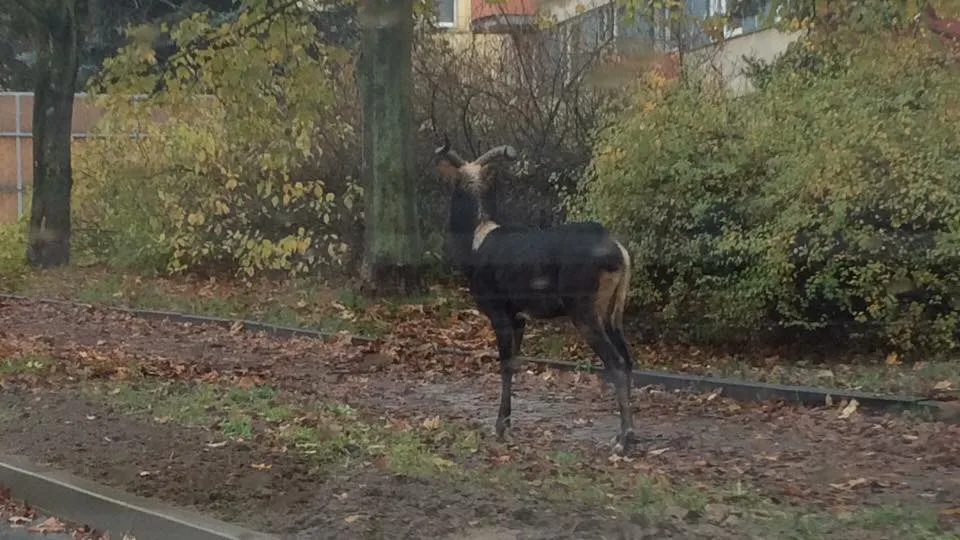 Z jihlavské zoo utekla antilopa. Na Březinkách ji pomáhali chytat městští strážníci