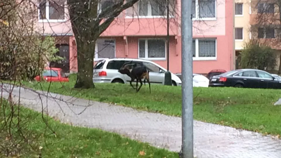 Z jihlavské zoo utekla antilopa. Na Březinkách ji pomáhali chytat městští strážníci