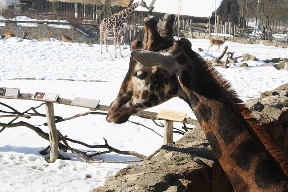 V jihlavské zoo bude přes advent pořádně živo, pro návštěvníky se chystá bohatý program